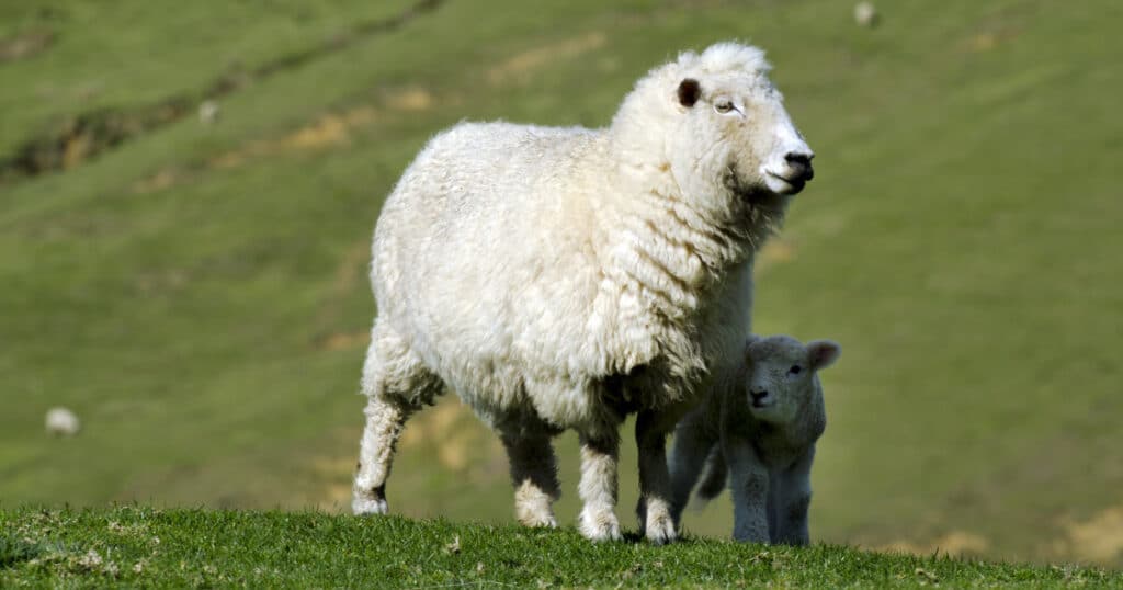 Perendale Sheep