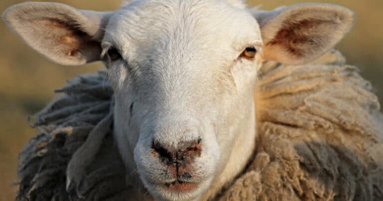 Raising Sheep for Wool