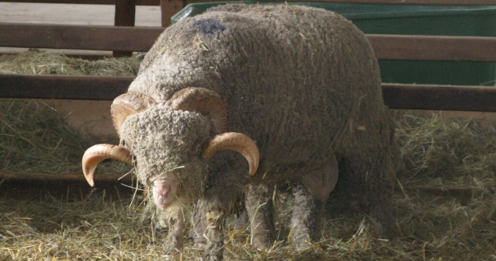 Rambouillet Sheep