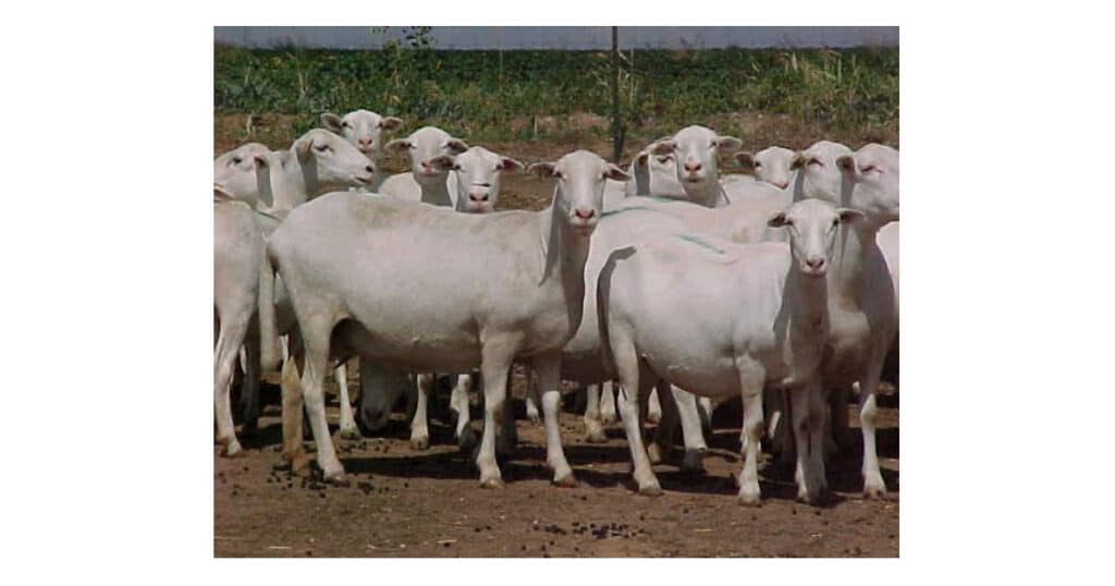 Royal White Sheep