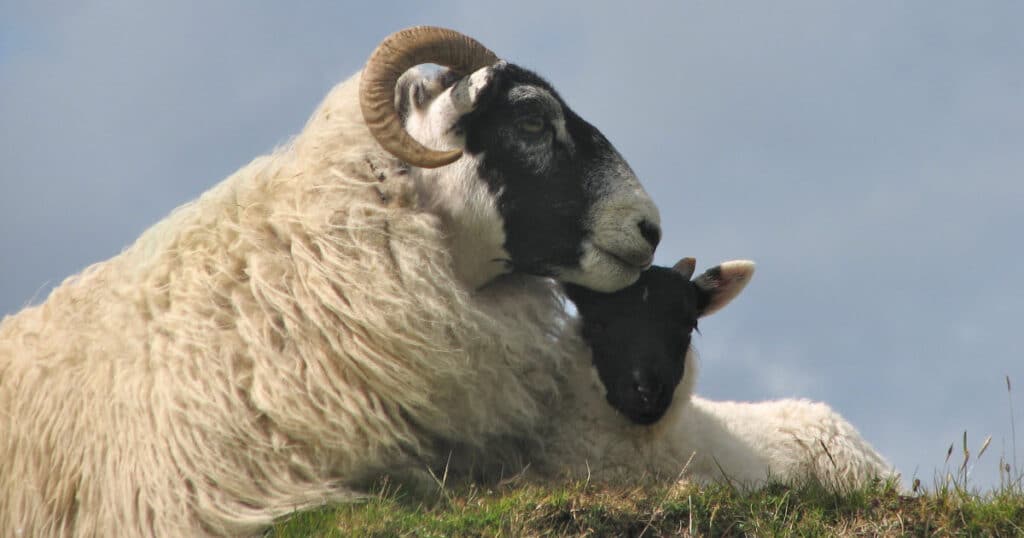 Scottish Blackface Sheep