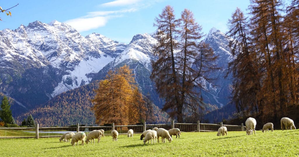 Sheep Fencing