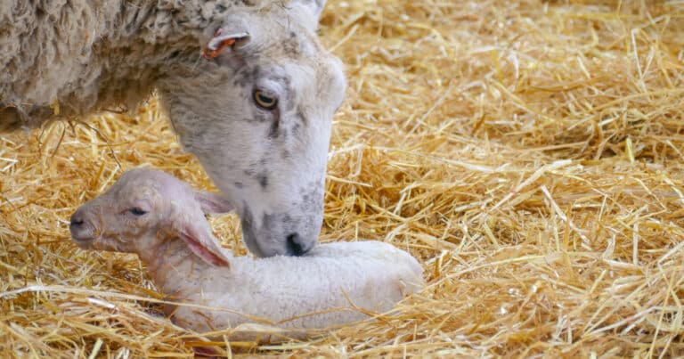 Sheep Gestation