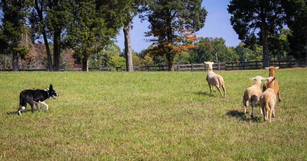 Sheep Herding Dogs