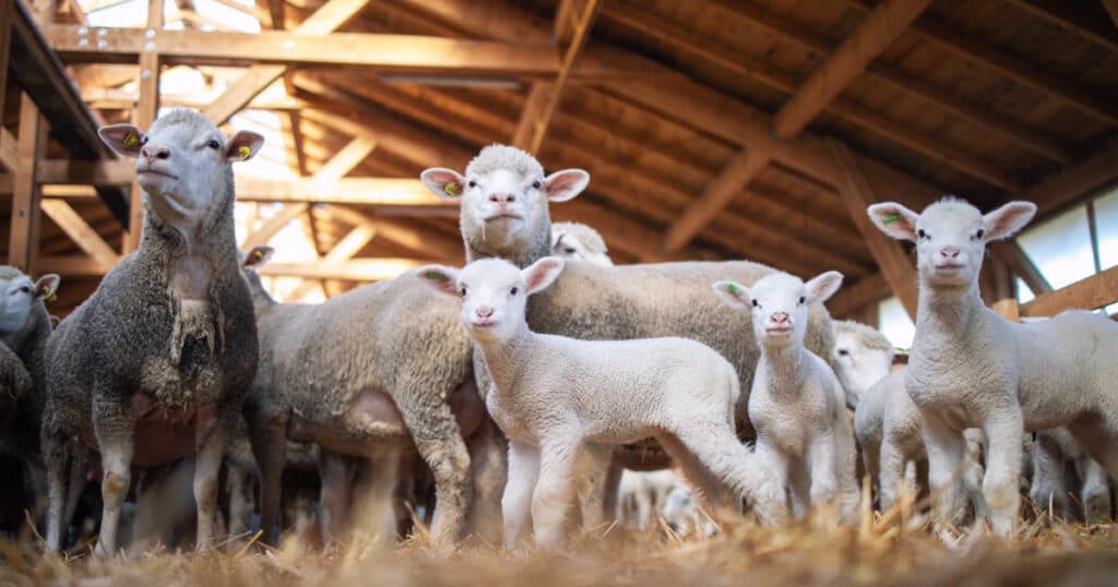 Sheep Housing