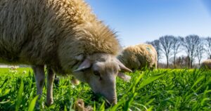 Sheep Nutrition Guide [Feed Requirements per Day] - RaisingSheep