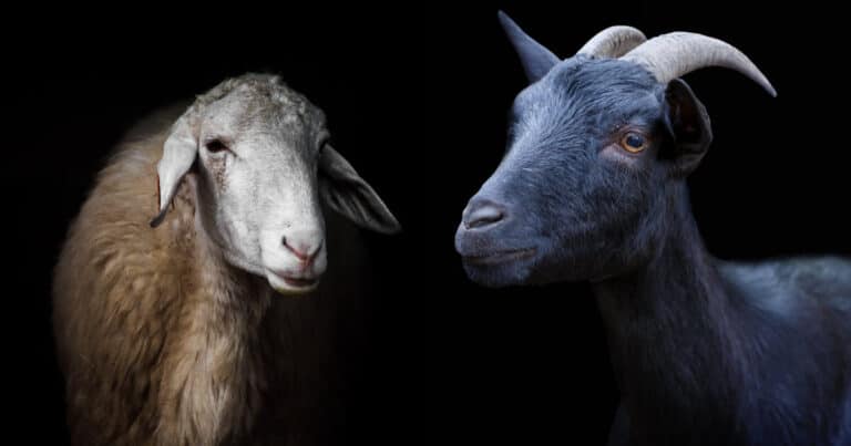 Sheep vs Goat