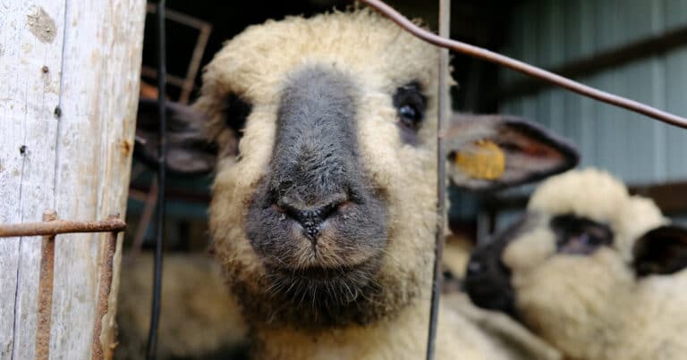 Shropshire Sheep