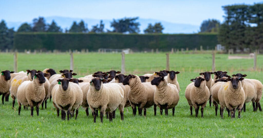 Suffolk Sheep