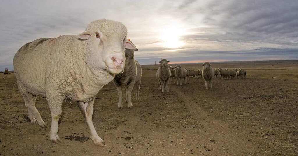 Targhee Sheep