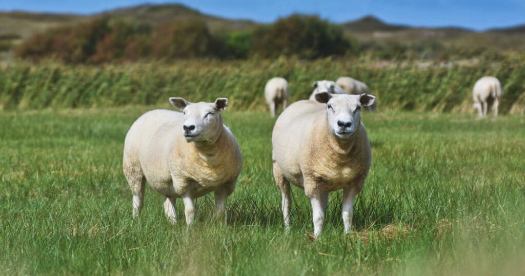 Texel Sheep