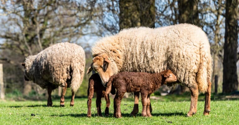 Tunis Sheep