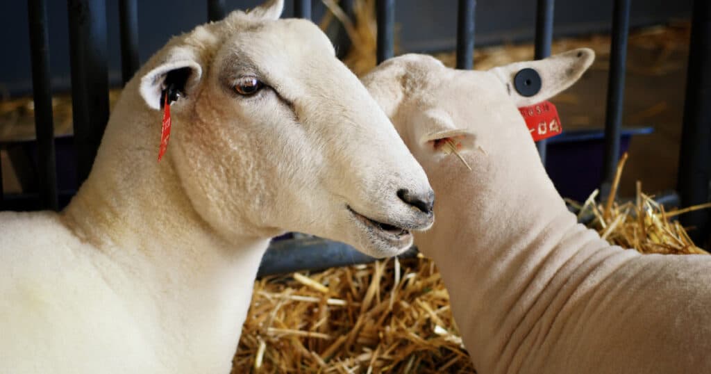 Washing Sheep