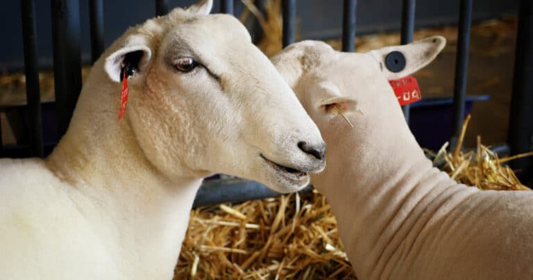 Washing Sheep