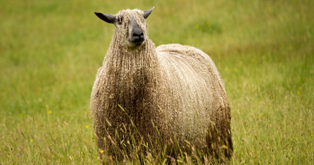 Sheep Breeds List Discover Learn About 50  Unique Breeds of Sheep