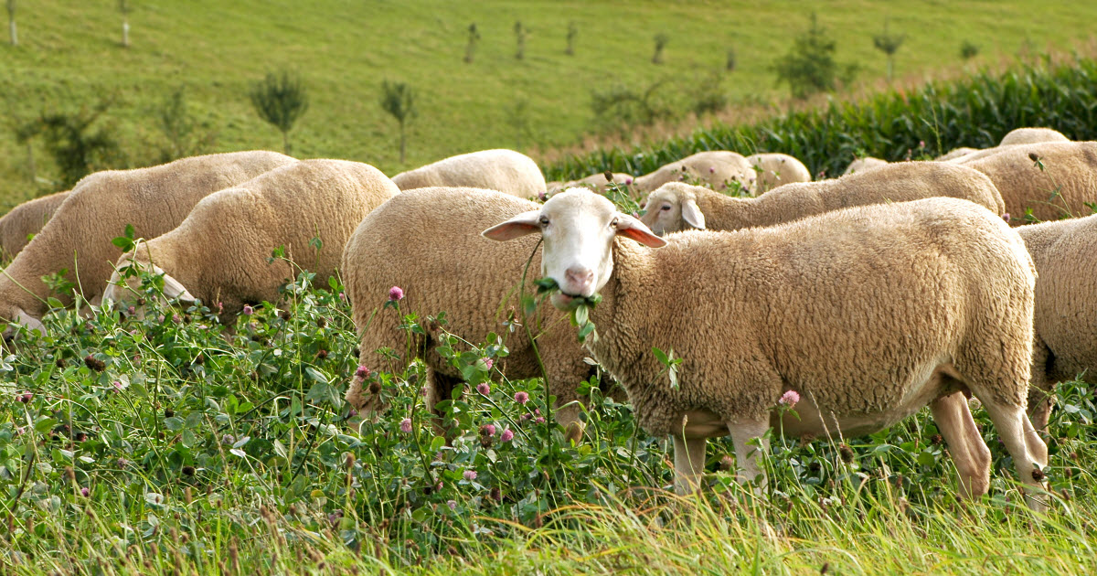 What do Sheep Eat? Sheep Food & Pasture