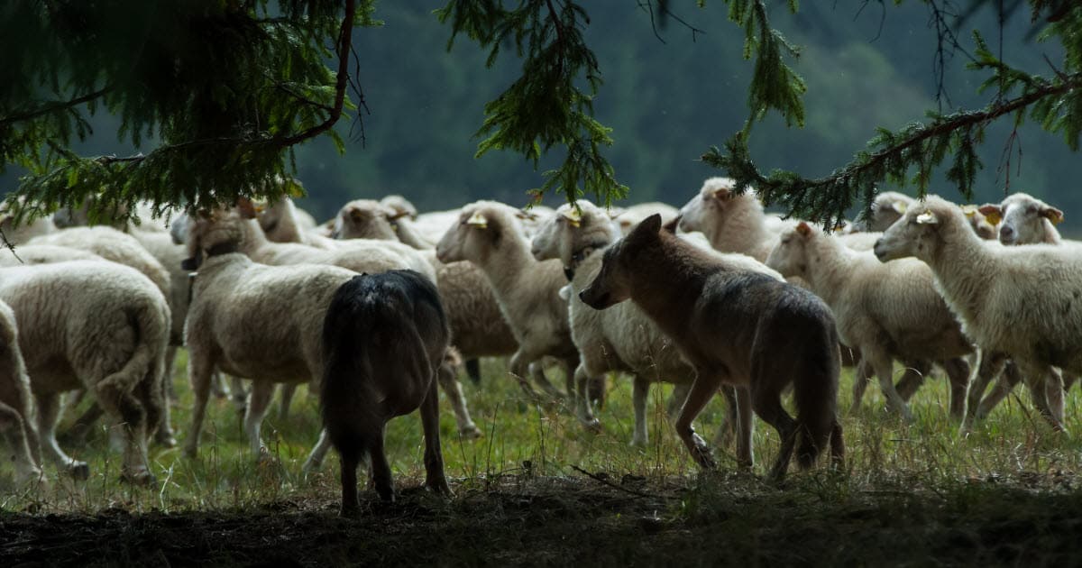 What Eats Sheep? (Sheep Predators & Predator Control)