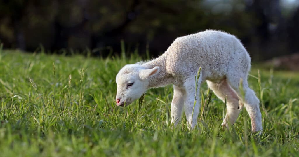 White Muscle Disease in Sheep