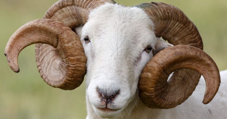 Wiltshire Horn Sheep