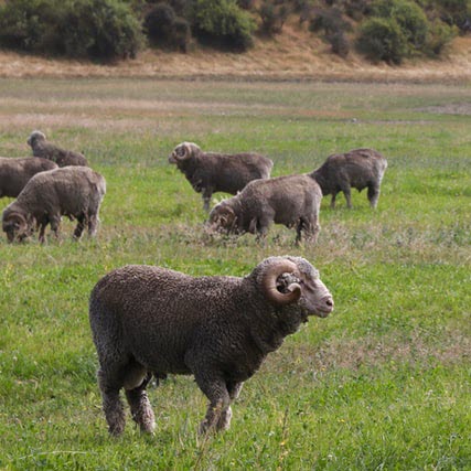 Fine Wool Sheep Breeds