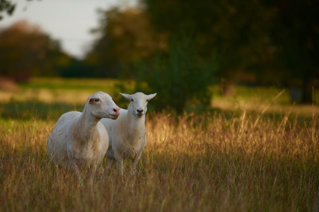 Hair Sheep Breeds