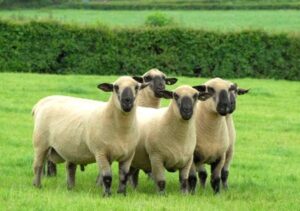 The Untold Story Of Hampshire Sheep And Their Primary Purpose - 0nzfxee