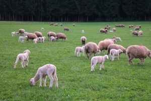How Many Sheep Per Acre of Pasture? (sheep stocking rates explained)