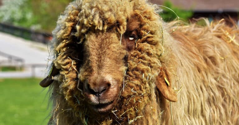 How to Keep Sheep Wool Clean