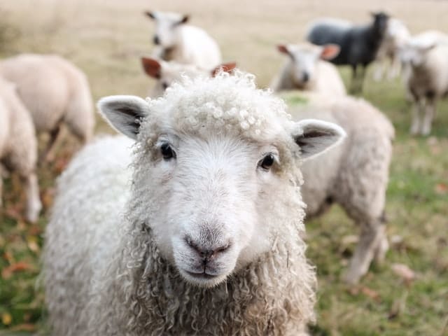Long Wool Sheep Breeds