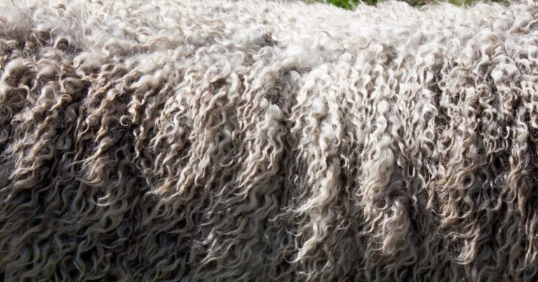 Properties of Wool Fiber