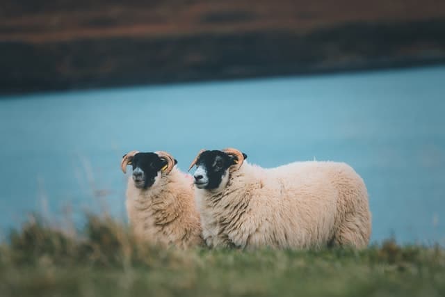 Rare Breeds of Sheep