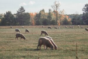 Sheep Nutrition Guide [Feed Requirements per Day] - RaisingSheep