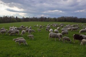 How Many Sheep Per Acre of Pasture? (sheep stocking rates explained)