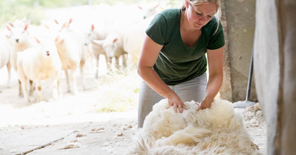 What to Do with Sheep Wool after Shearing