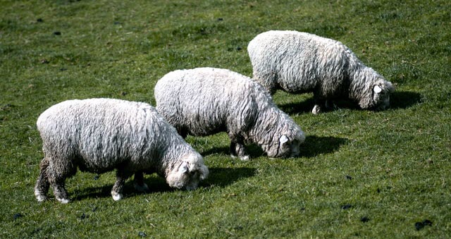 Wool Breeds of Sheep