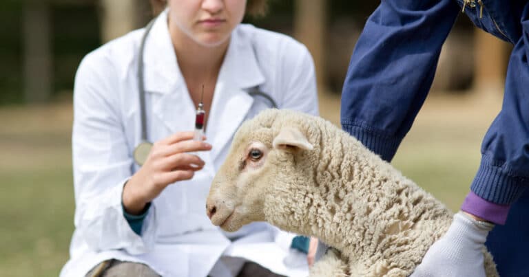 Antibiotics for Sheep
