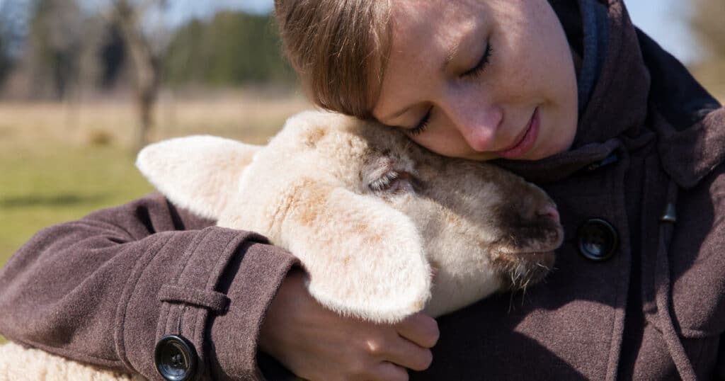 what dogs are good with sheep