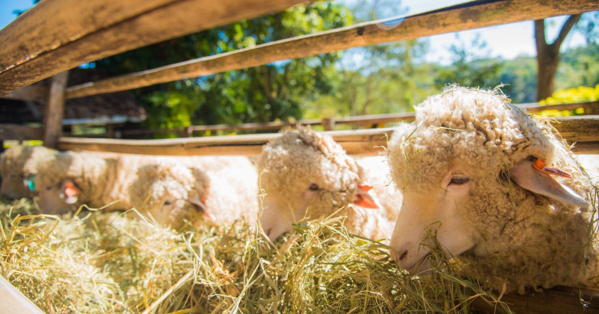 Best Hay for Sheep (how to evaluate and select quality hay for your sheep) Best Hay for Sheep (how to evaluate and select quality hay for your sheep)