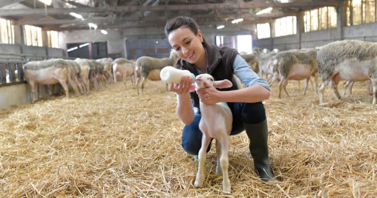 Bottle Lambs