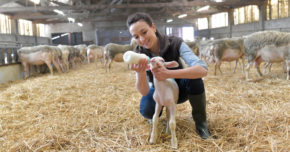 raising-sheep-learn-how-to-raise-sheep-raisingsheep