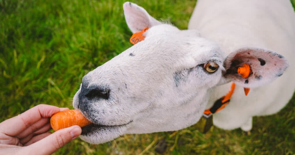 Can Sheep Eat Carrots