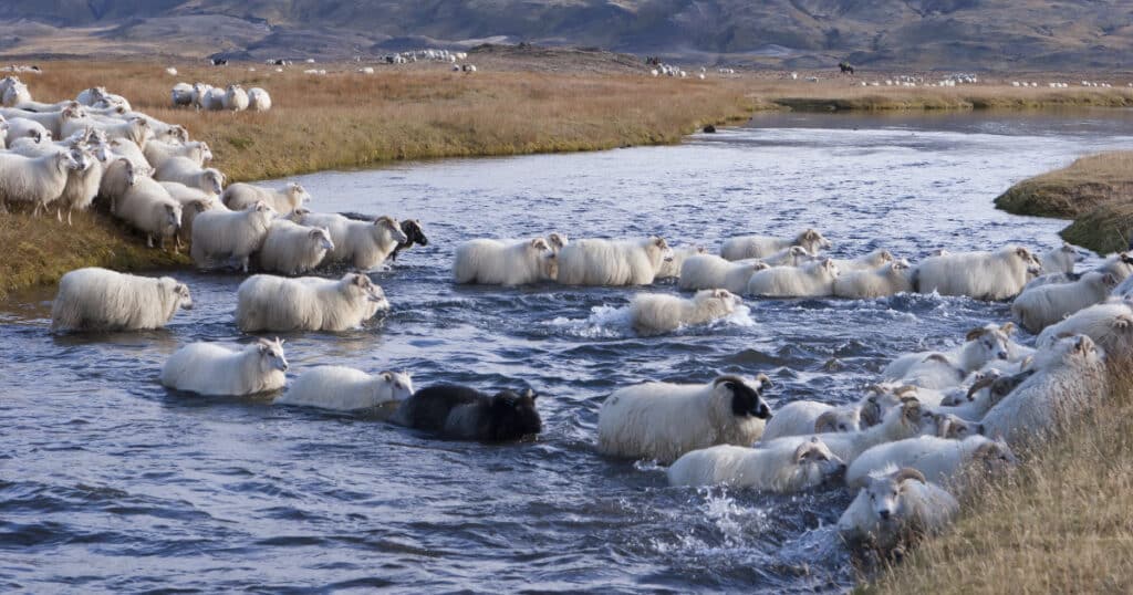 Can Sheep Swim