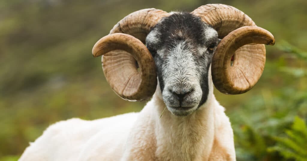 Do Sheep Have Horns