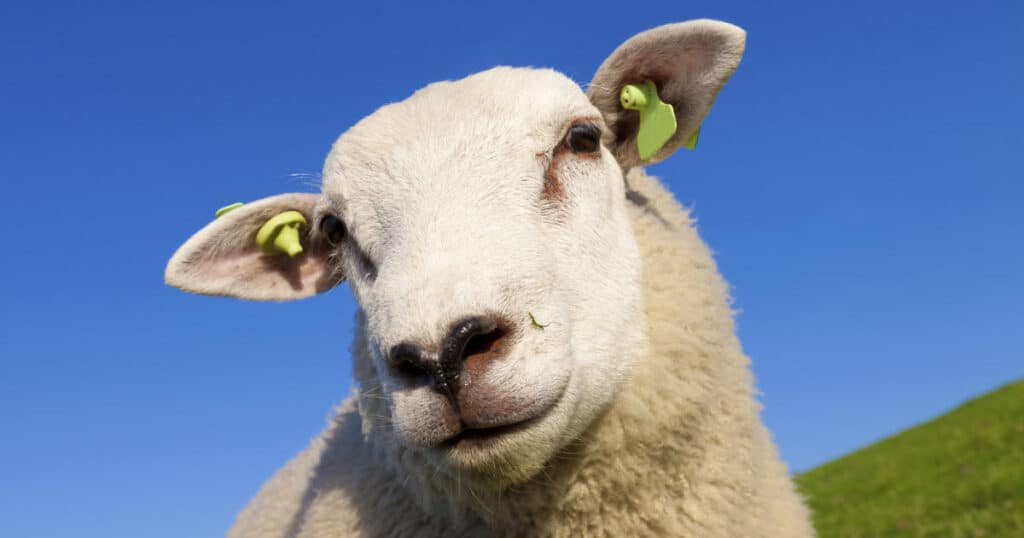 Facts About Sheep