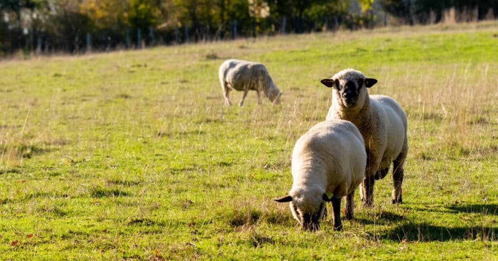 How Many Ewes per Ram