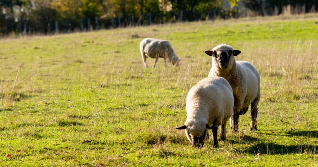 How many ewes can a ram service in a day?