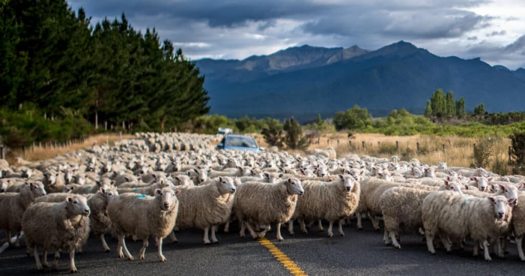 How Many Sheep are in New Zealand