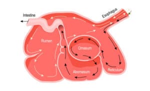 Ruminant Digestive System (sheep digestive system explained w/pictures)