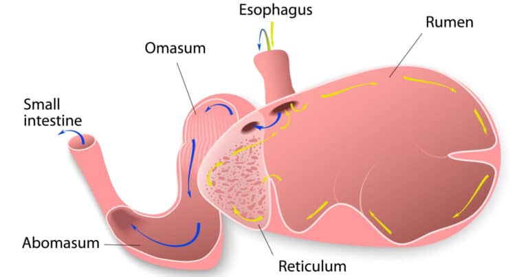 Ruminant Digestive System