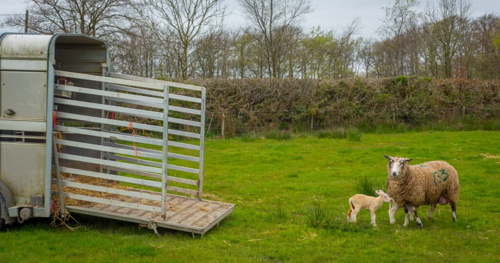 Sheep Trailer